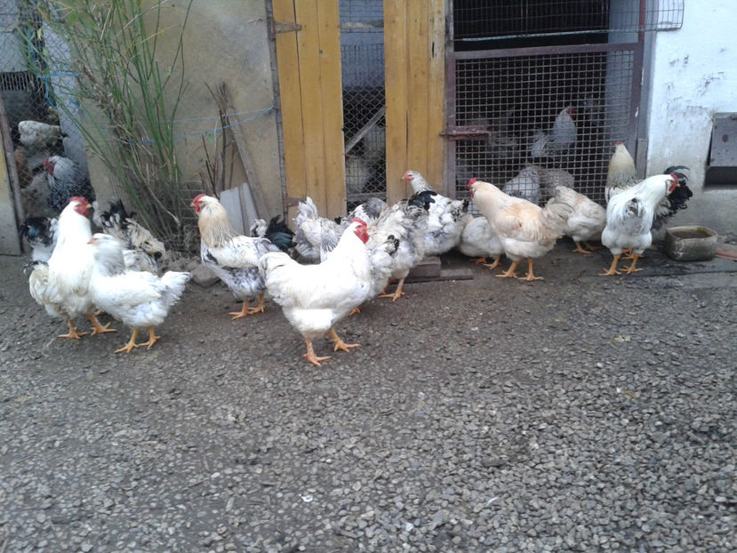 Pui SERIA II / 2023 | Fotografiați – Sâm, 9 dec. - INVENTAR PUI INCUBATOR II - 2023 - Sam 9 dec 2023