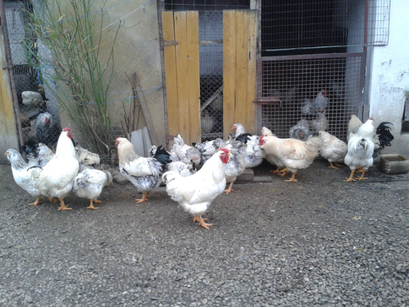 Pui SERIA II / 2023 | Fotografiați – Sâm, 9 dec. - INVENTAR PUI INCUBATOR II - 2023 - Sam 9 dec 2023