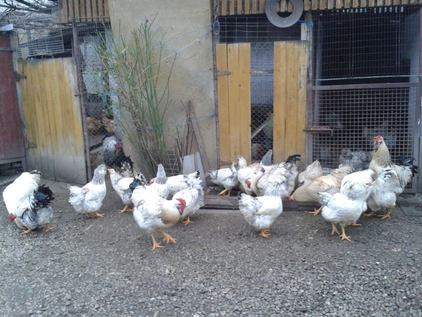 Pui SERIA II / 2023 | Fotografiați – Sâm, 9 dec. - INVENTAR PUI INCUBATOR II - 2023 - Sam 9 dec 2023