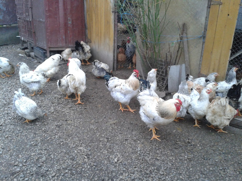 Pui SERIA II / 2023 | Fotografiați – Sâm, 9 dec. - INVENTAR PUI INCUBATOR II - 2023 - Sam 9 dec 2023