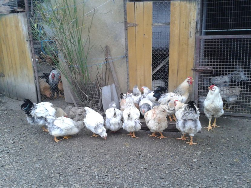 Pui SERIA II / 2023 | Fotografiați – Sâm, 9 dec. - INVENTAR PUI INCUBATOR II - 2023 - Sam 9 dec 2023