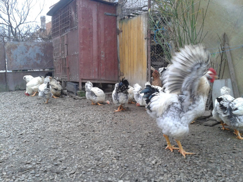 Pui SERIA II / 2023 | Fotografiați – Sâm, 9 dec. - INVENTAR PUI INCUBATOR II - 2023 - Sam 9 dec 2023