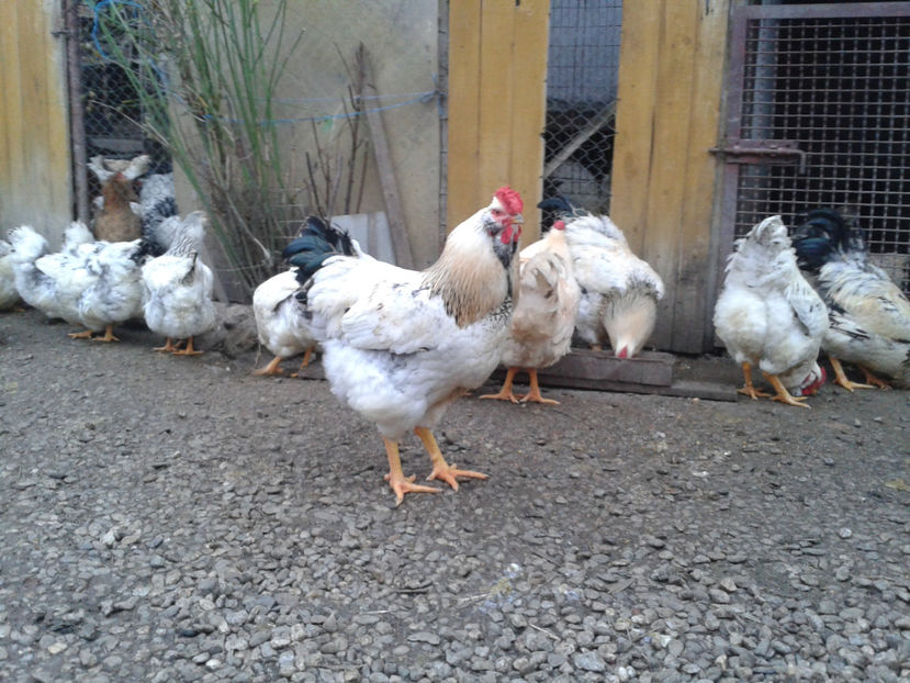 Pui SERIA II / 2023 | Fotografiați – Sâm, 9 dec. - INVENTAR PUI INCUBATOR II - 2023 - Sam 9 dec 2023