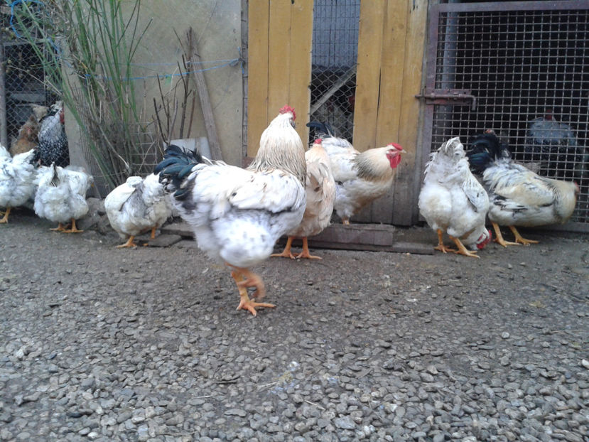 Pui SERIA II / 2023 | Fotografiați – Sâm, 9 dec. - INVENTAR PUI INCUBATOR II - 2023 - Sam 9 dec 2023