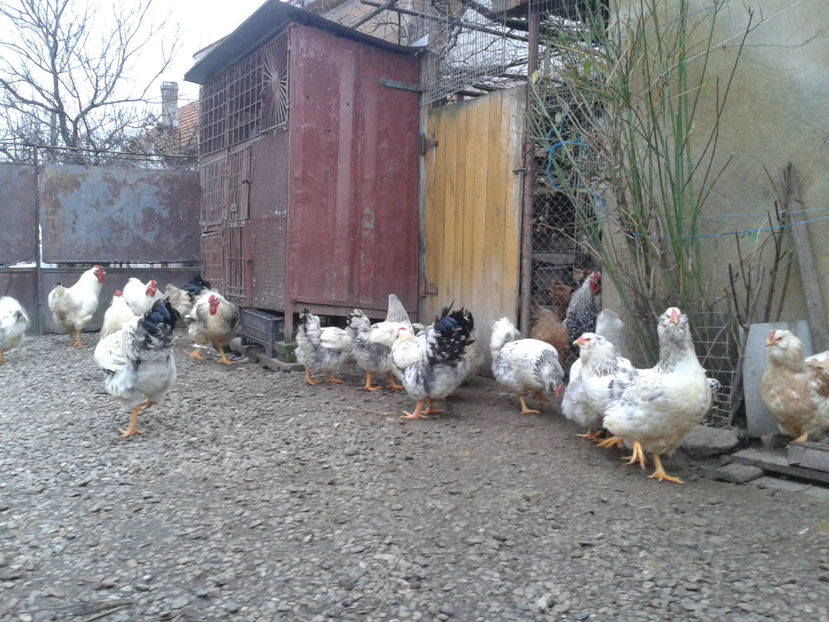 Pui SERIA II / 2023 | Fotografiați – Sâm, 9 dec. - INVENTAR PUI INCUBATOR II - 2023 - Sam 9 dec 2023