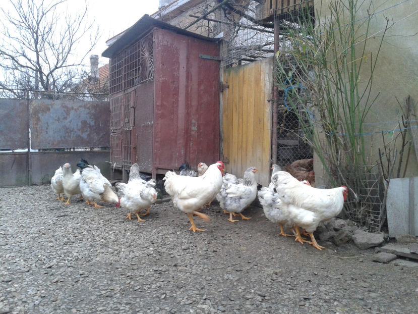 Pui SERIA II / 2023 | Fotografiați – Sâm, 9 dec. - INVENTAR PUI INCUBATOR II - 2023 - Sam 9 dec 2023