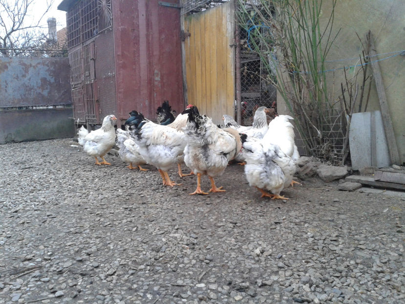 Pui SERIA II / 2023 | Fotografiați – Sâm, 9 dec. - INVENTAR PUI INCUBATOR II - 2023 - Sam 9 dec 2023