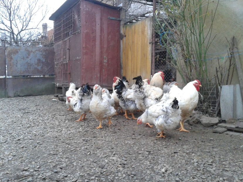 Pui SERIA II / 2023 | Fotografiați – Sâm, 9 dec. - INVENTAR PUI INCUBATOR II - 2023 - Sam 9 dec 2023