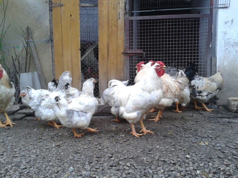 Pui SERIA II / 2023 | Fotografiați – Sâm, 9 dec. - INVENTAR PUI INCUBATOR II - 2023 - Sam 9 dec 2023