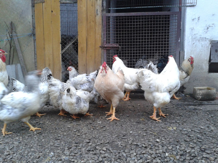 Pui SERIA II / 2023 | Fotografiați – Sâm, 9 dec. - INVENTAR PUI INCUBATOR II - 2023 - Sam 9 dec 2023