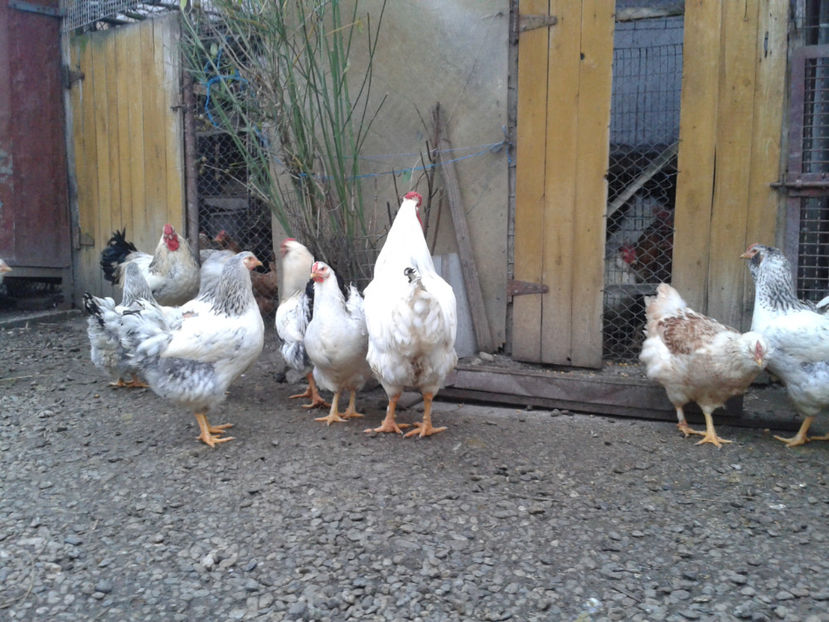 Pui SERIA II / 2023 | Fotografiați – Sâm, 9 dec. - INVENTAR PUI INCUBATOR II - 2023 - Sam 9 dec 2023