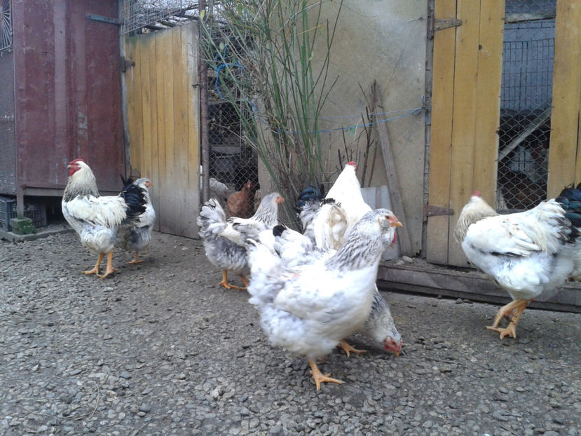 Pui SERIA II / 2023 | Fotografiați – Sâm, 9 dec. - INVENTAR PUI INCUBATOR II - 2023 - Sam 9 dec 2023