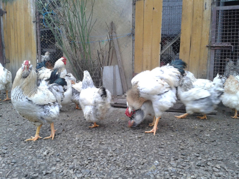 Pui SERIA II / 2023 | Fotografiați – Sâm, 9 dec. - INVENTAR PUI INCUBATOR II - 2023 - Sam 9 dec 2023