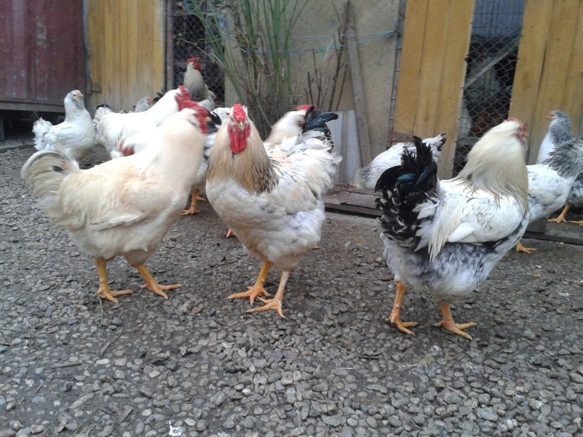 Pui SERIA II / 2023 | Fotografiați – Sâm, 9 dec. - INVENTAR PUI INCUBATOR II - 2023 - Sam 9 dec 2023