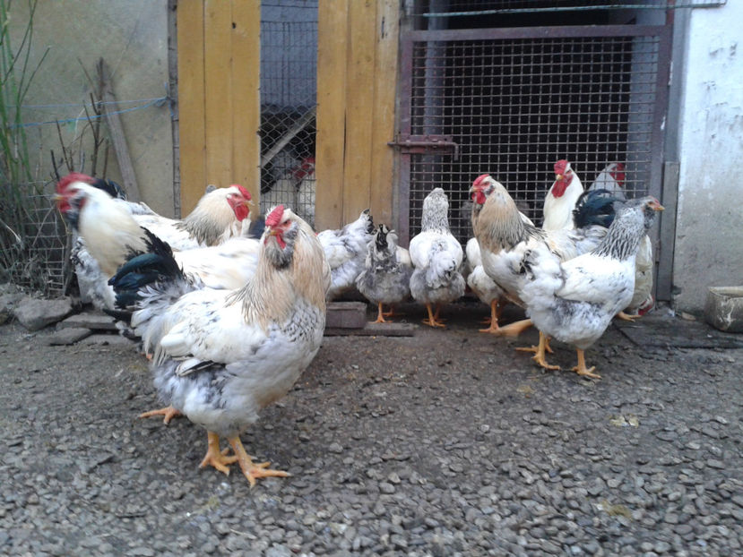 Pui SERIA II / 2023 | Fotografiați – Sâm, 9 dec. - INVENTAR PUI INCUBATOR II - 2023 - Sam 9 dec 2023