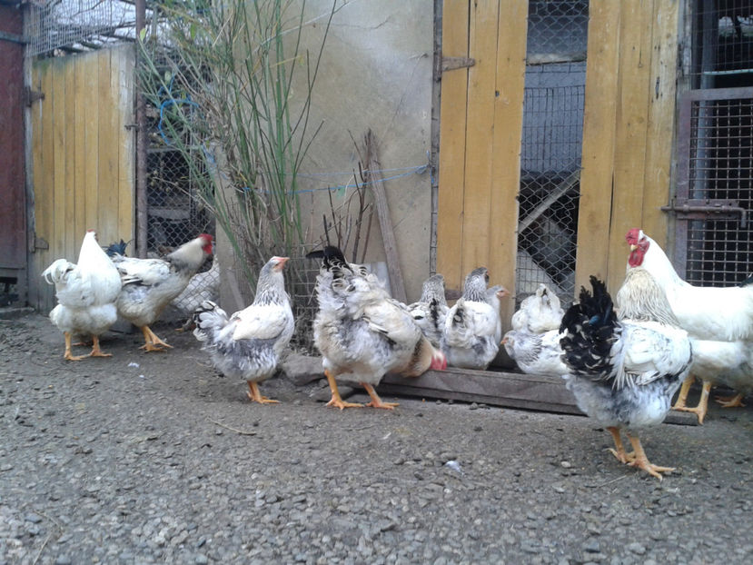 Pui SERIA II / 2023 | Fotografiați – Sâm, 9 dec. - INVENTAR PUI INCUBATOR II - 2023 - Sam 9 dec 2023