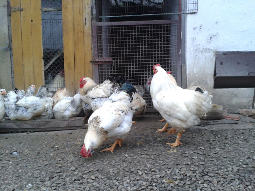 Pui SERIA II / 2023 | Fotografiați – Sâm, 9 dec. - INVENTAR PUI INCUBATOR II - 2023 - Sam 9 dec 2023