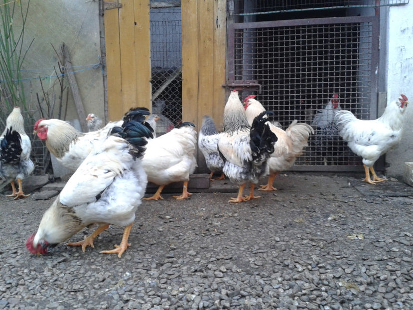 Pui SERIA II / 2023 | Fotografiați – Sâm, 9 dec. - INVENTAR PUI INCUBATOR II - 2023 - Sam 9 dec 2023