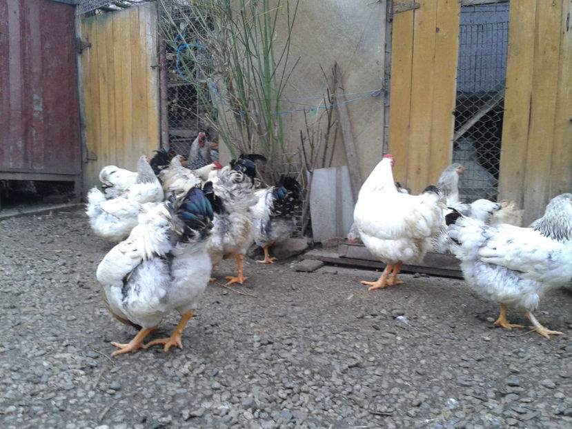 Pui SERIA II / 2023 | Fotografiați – Sâm, 9 dec. - INVENTAR PUI INCUBATOR II - 2023 - Sam 9 dec 2023