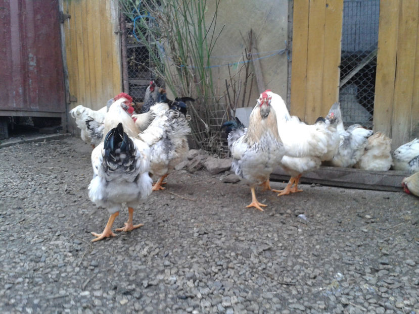 Pui SERIA II / 2023 | Fotografiați – Sâm, 9 dec. - INVENTAR PUI INCUBATOR II - 2023 - Sam 9 dec 2023