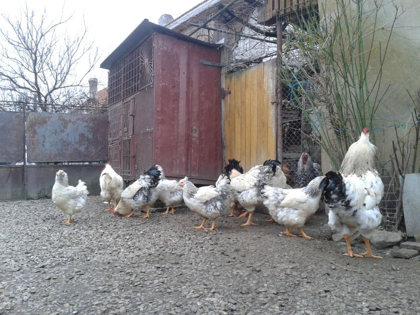 Pui SERIA II / 2023 | Fotografiați – Sâm, 9 dec. - INVENTAR PUI INCUBATOR II - 2023 - Sam 9 dec 2023