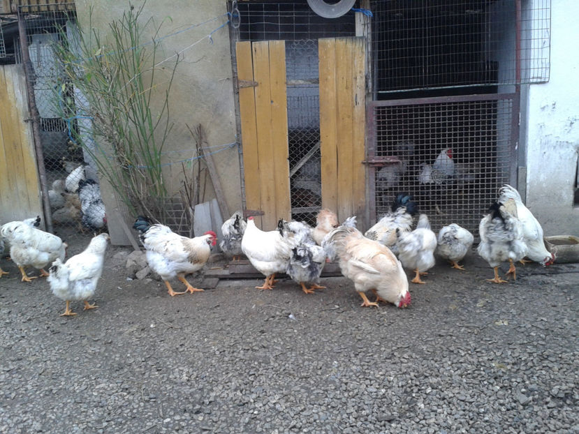 Pui SERIA II / 2023 | Fotografiați – Sâm, 9 dec. - INVENTAR PUI INCUBATOR II - 2023 - Sam 9 dec 2023