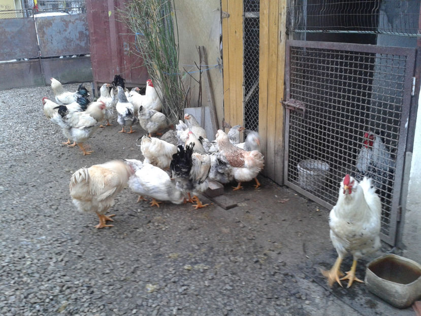 Pui SERIA II / 2023 | Fotografiați – Sâm, 9 dec. - INVENTAR PUI INCUBATOR II - 2023 - Sam 9 dec 2023