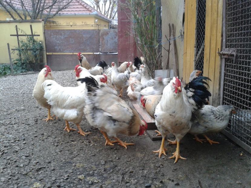 Pui SERIA II / 2023 | Fotografiați – Sâm, 9 dec. - INVENTAR PUI INCUBATOR II - 2023 - Sam 9 dec 2023