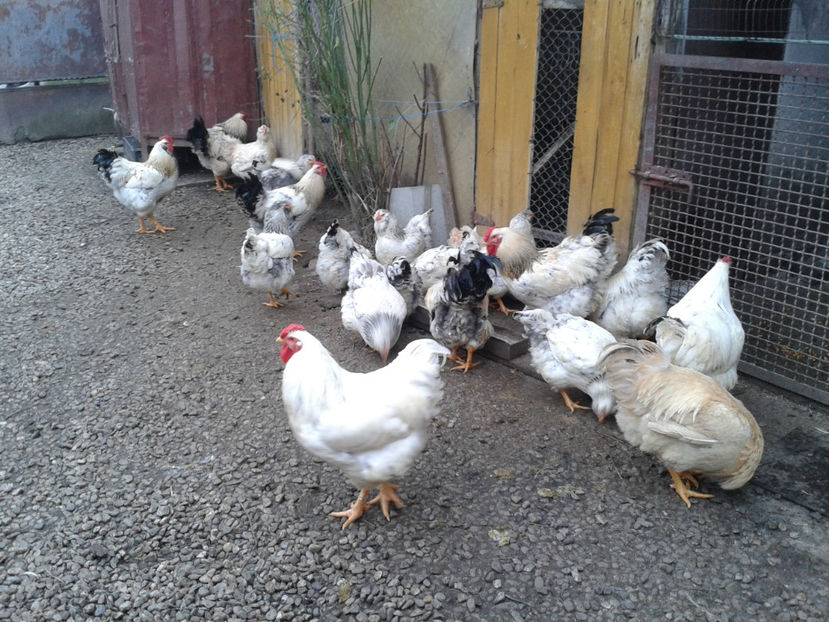 Pui SERIA II / 2023 | Fotografiați – Sâm, 9 dec. - INVENTAR PUI INCUBATOR II - 2023 - Sam 9 dec 2023