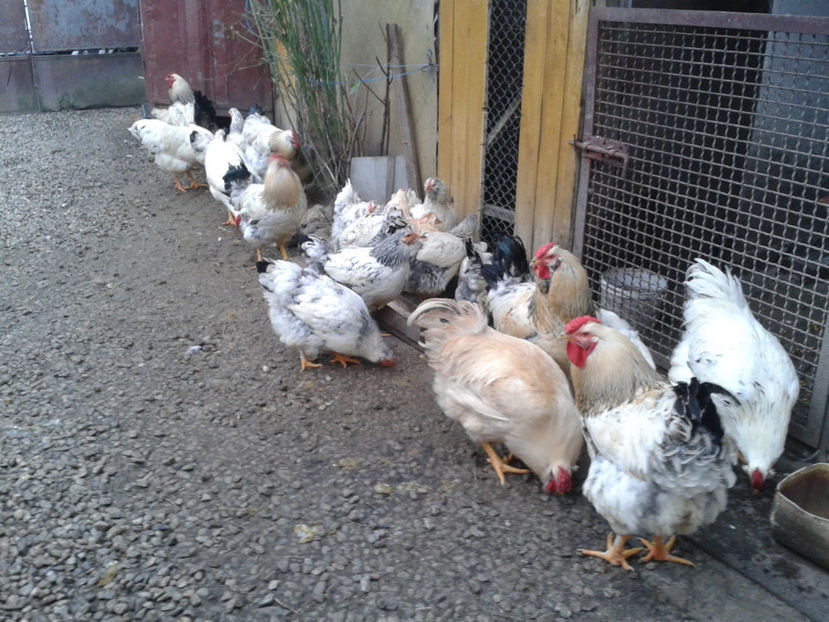 Pui SERIA II / 2023 | Fotografiați – Sâm, 9 dec. - INVENTAR PUI INCUBATOR II - 2023 - Sam 9 dec 2023