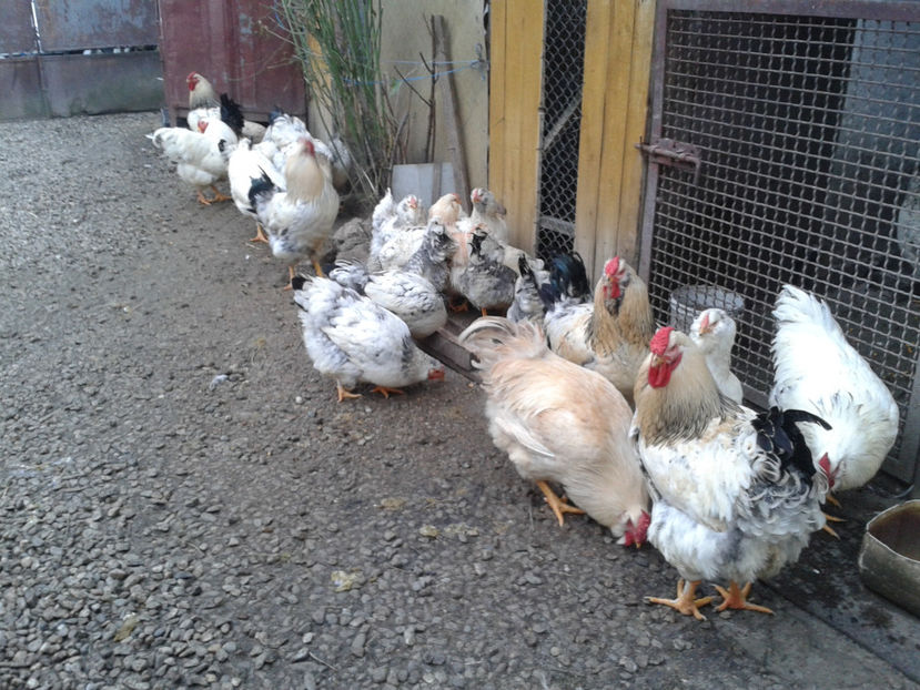 Pui SERIA II / 2023 | Fotografiați – Sâm, 9 dec. - INVENTAR PUI INCUBATOR II - 2023 - Sam 9 dec 2023