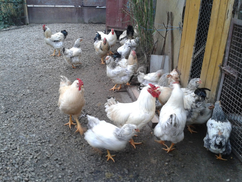 Pui SERIA II / 2023 | Fotografiați – Sâm, 9 dec. - INVENTAR PUI INCUBATOR II - 2023 - Sam 9 dec 2023