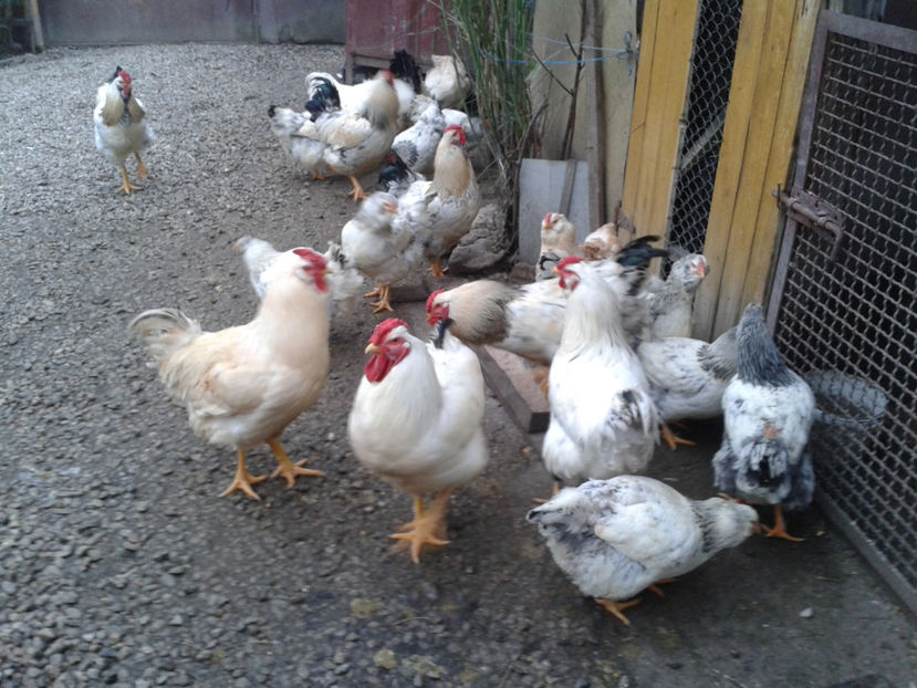 Pui SERIA II / 2023 | Fotografiați – Sâm, 9 dec. - INVENTAR PUI INCUBATOR II - 2023 - Sam 9 dec 2023