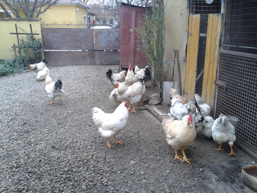 Pui SERIA II / 2023 | Fotografiați – Sâm, 9 dec. - INVENTAR PUI INCUBATOR II - 2023 - Sam 9 dec 2023