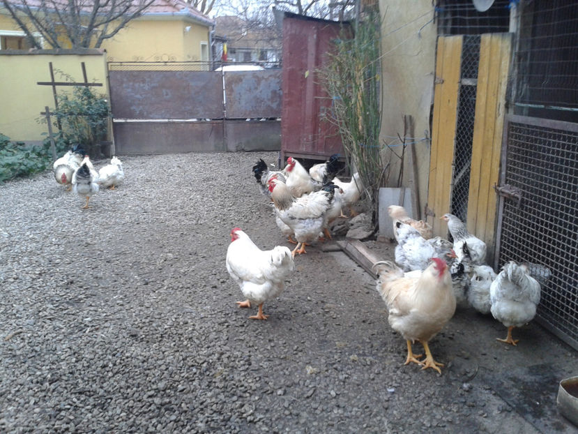 Pui SERIA II / 2023 | Fotografiați – Sâm, 9 dec. - INVENTAR PUI INCUBATOR II - 2023 - Sam 9 dec 2023