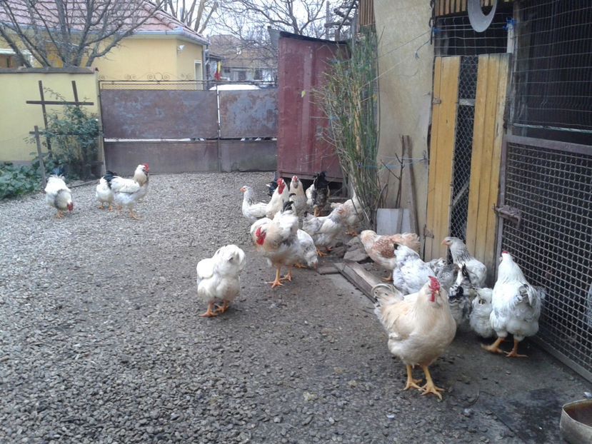 Pui SERIA II / 2023 | Fotografiați – Sâm, 9 dec. - INVENTAR PUI INCUBATOR II - 2023 - Sam 9 dec 2023