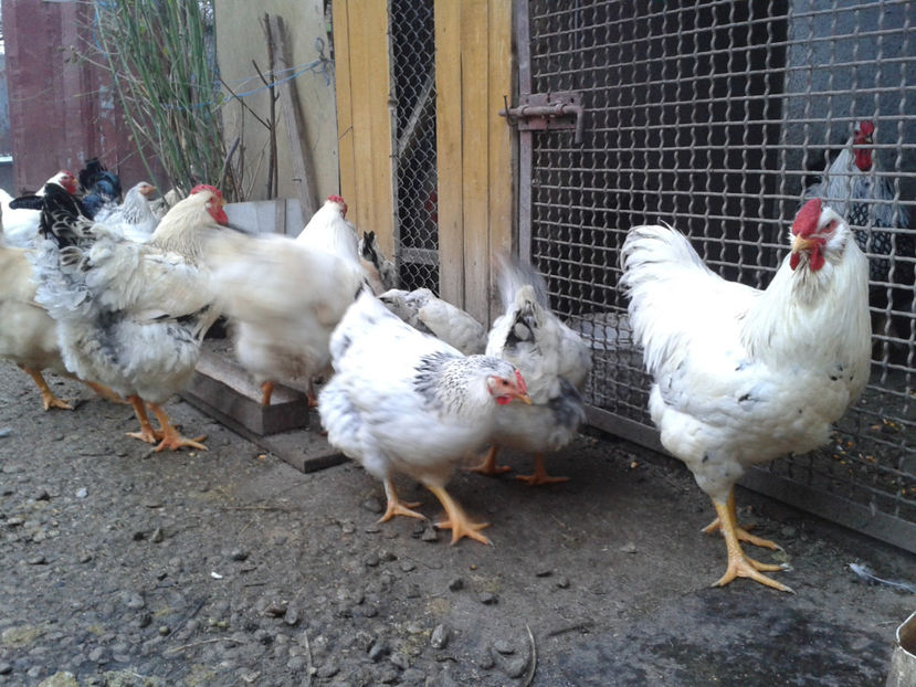 Pui SERIA II / 2023 | Fotografiați – Sâm, 9 dec. - INVENTAR PUI INCUBATOR II - 2023 - Sam 9 dec 2023