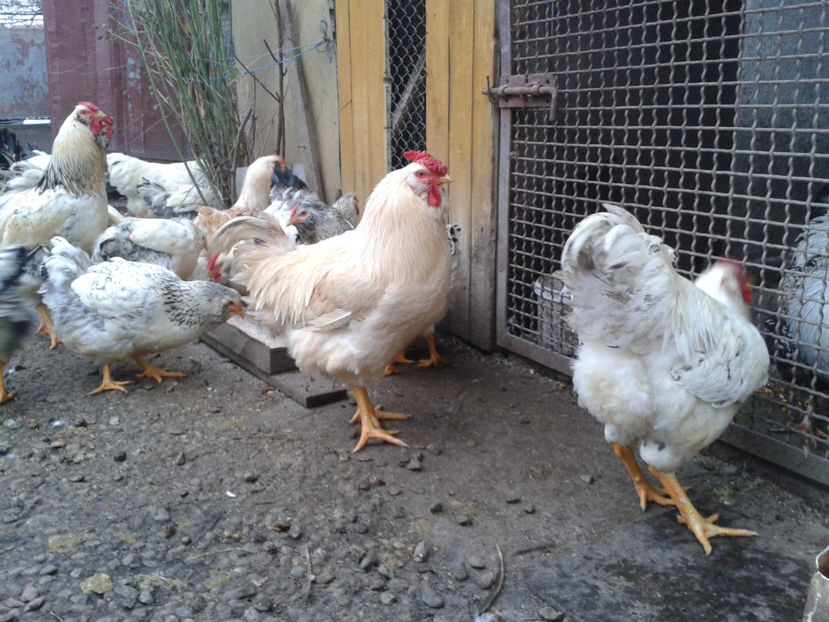 Pui SERIA II / 2023 | Fotografiați – Sâm, 9 dec. - INVENTAR PUI INCUBATOR II - 2023 - Sam 9 dec 2023