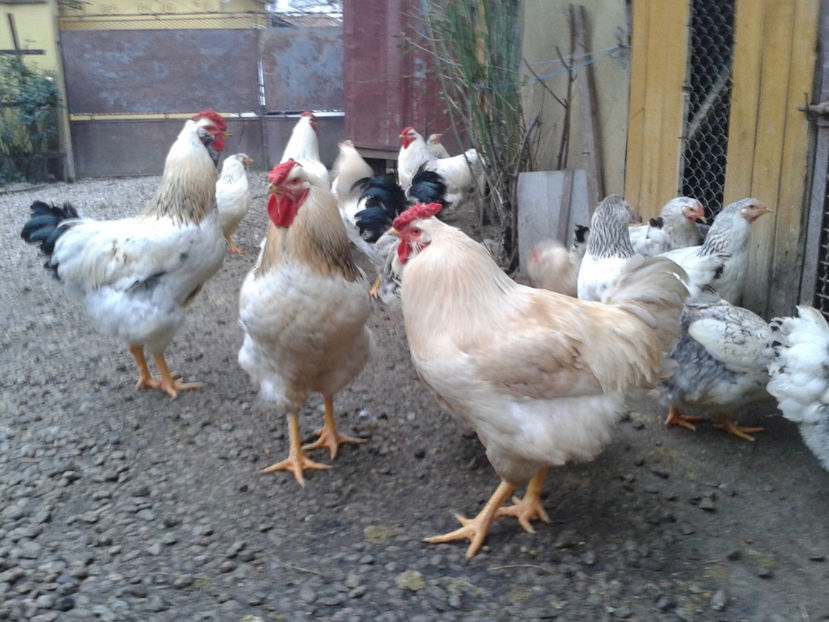 Pui SERIA II / 2023 | Fotografiați – Sâm, 9 dec. - INVENTAR PUI INCUBATOR II - 2023 - Sam 9 dec 2023