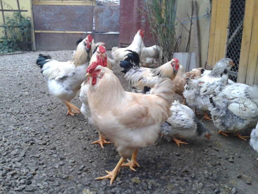 Pui SERIA II / 2023 | Fotografiați – Sâm, 9 dec. - INVENTAR PUI INCUBATOR II - 2023 - Sam 9 dec 2023