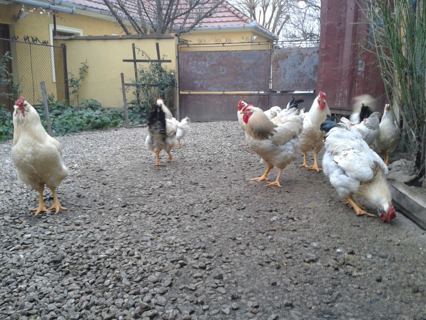 Pui SERIA II / 2023 | Fotografiați – Sâm, 9 dec. - INVENTAR PUI INCUBATOR II - 2023 - Sam 9 dec 2023