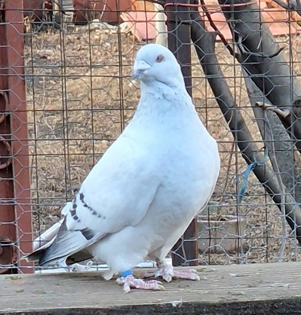  - MATCĂ 2024