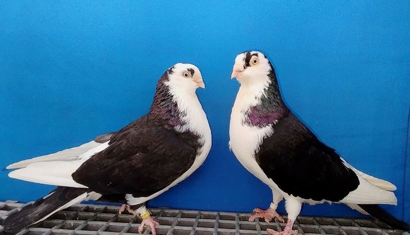 Perechea  20 - B - Perechi 2024