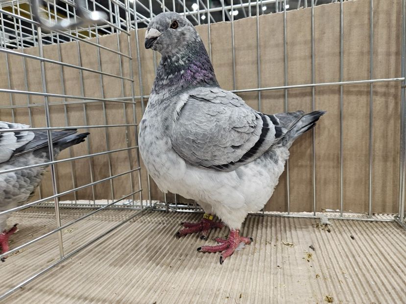  - EXPOZIȚIE HU DABAS 2024