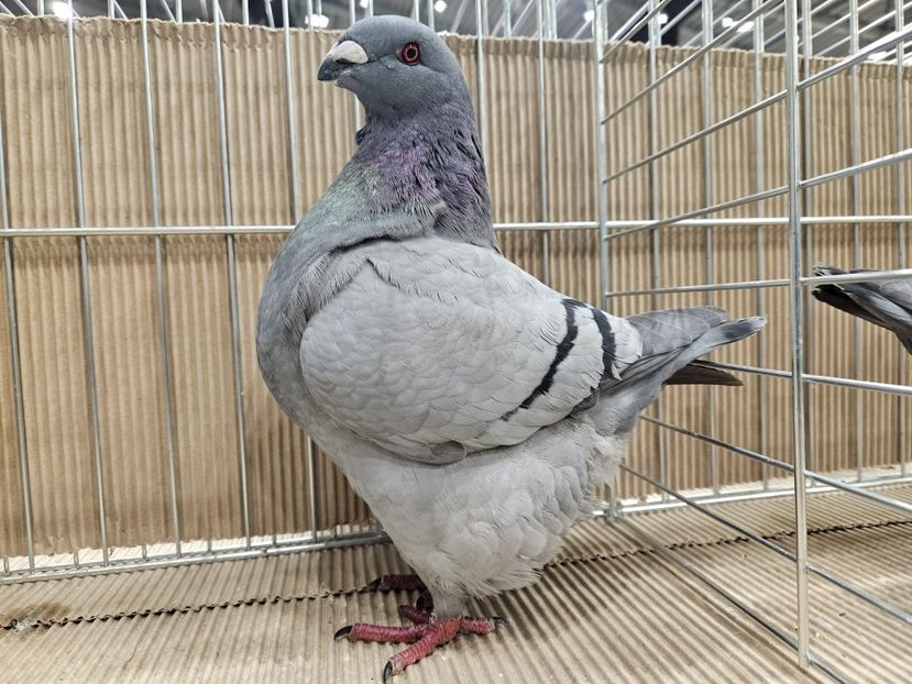  - EXPOZIȚIE HU DABAS 2024