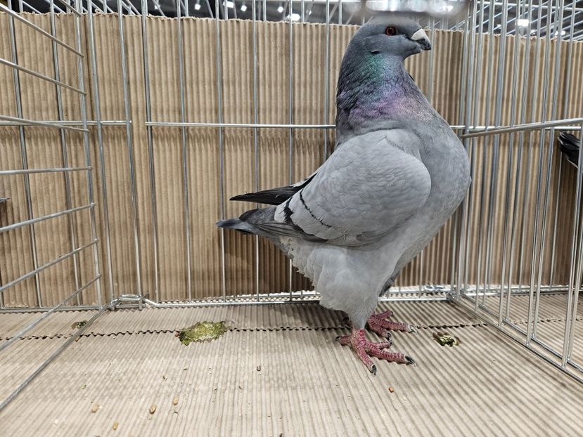  - EXPOZIȚIE HU DABAS 2024