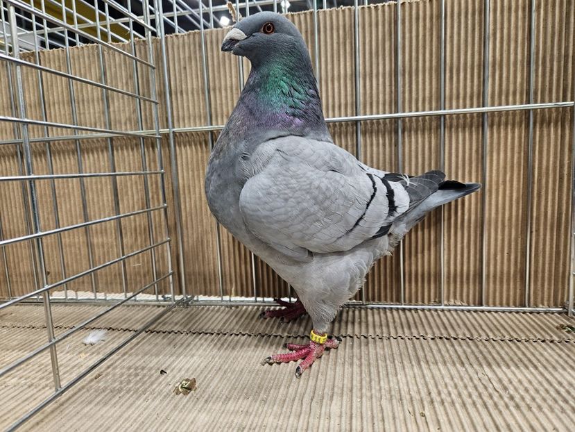  - EXPOZIȚIE HU DABAS 2024