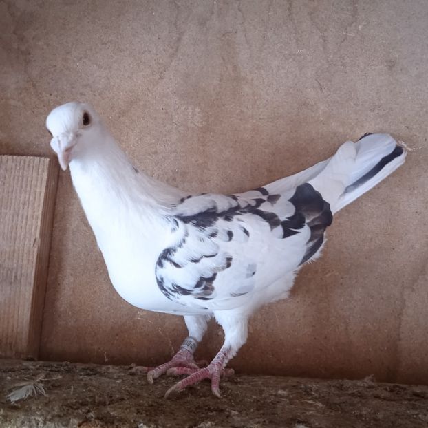 Mascul 20-386....-rezervat Stoenesti - Porumbei vanduti