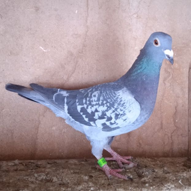 Pui 23-792....-rezervat Stoenesti - Porumbei vanduti