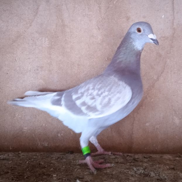 Mascul 23-193....-rezervat Stoenesti - Porumbei vanduti